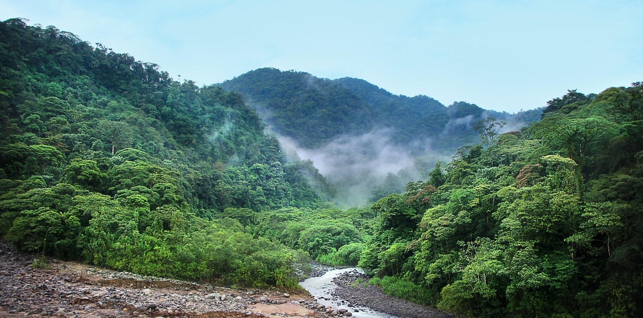 Rainforest Rainforest